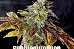 Sell: Bubblegumdrop