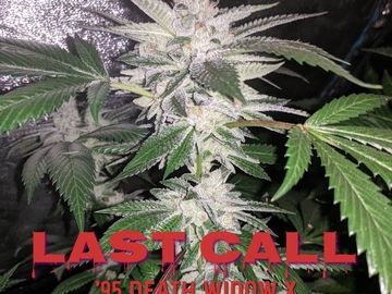 Sell: Last Call (95 White Widow x Cola/Rootbeer)
