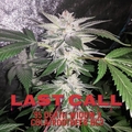 Sell: Last Call (95 White Widow x Cola/Rootbeer)