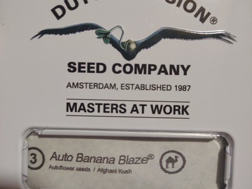 Sell: Dutch passion (auto banana blaze ) 3 pack