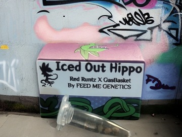 Sell: ICED OUT HIPPO  (Red Runtz x GasBasket) 7 FEMS