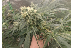 Sell: 21 Reg- Sour Cookie Ice Cream F2