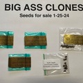Vente: Bodhi seeds 5 pack deal! Dream lotus, buddhas hand, ext!!!