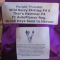 Sell: Purple Thunder Wild Berry zkittlez f4 x Thors hammer f4  seeds