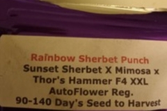 Vente: Rainbow sherbert punch auto XXL seeds f2