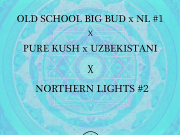 Sell: Big Bud x NL1 x Pure Kush x Uzbekistani x Northern Lights #2