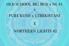 Sell: Big Bud x NL1 x Pure Kush x Uzbekistani x Northern Lights #2