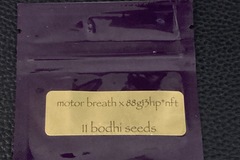 Sell: Motorbreath 15 x 88G13HP  *Rare*- Bodhi Seeds