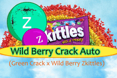 Vente: Wild Berry Crack Auto (12 Regular Seeds)