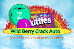 Vente: Wild Berry Crack Auto (FEMINIZED) 12 seeds