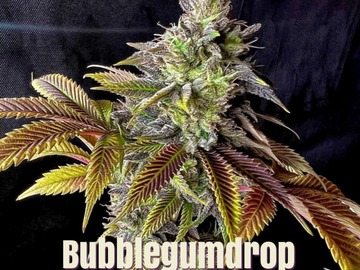 Venta: Bubblegumdrop (Bubblegum x Cola/Rootbeer)