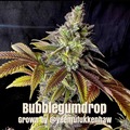 Vente: Bubblegumdrop (Bubblegum x Cola/Rootbeer)