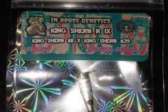Venta: 1 King Sherb R IX Feminized Seed by In House Genetics