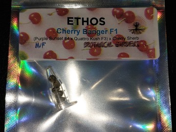 Vente: Cherry Banger Regular Seeds by Ethos