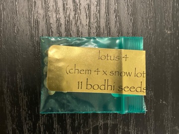Vente: Lotus 4 (Chem 4 X Snow Lotus) - Bodhi Seeds