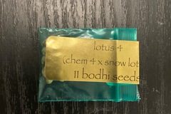 Venta: Lotus 4 (Chem 4 X Snow Lotus) - Bodhi Seeds