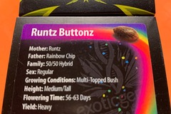 Venta: EXOTIC GENETIX - RUNTZ x RAINBOW CHIP