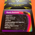 Vente: EXOTIC GENETIX - RUNTZ x RAINBOW CHIP