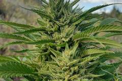 Sell: Bodhi Seeds – Cocoon