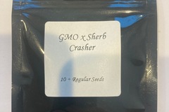 Sell: Seed Junky Genetics - GMO x Sherb Crasher {REG} [10pk]