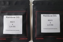 Vente: Lit Rainbow OG.     RS-11 x LIT OG  12 fems