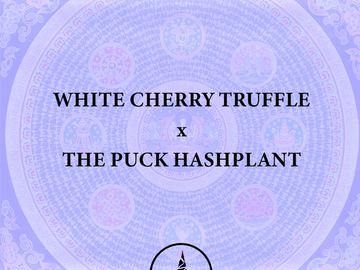 Sell: White Cherry Truffle x The Puck Hashplant
