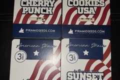 Venta: 4 Pack Mixed Strains by Pyramid Seeds