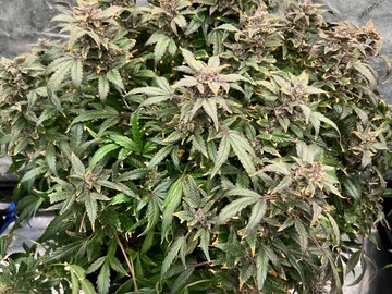 Vente: Rouge and Blue x Aunt Ginny's Elixir (5x Auto Fem Seeds)