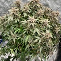 Sell: Rouge and Blue x Aunt Ginny's Elixir (5x Auto Fem Seeds)