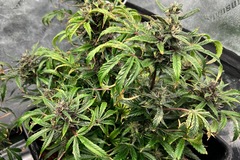 Sell: Purple Microverse x Aunt Ginny's Elixir (5x Auto Fem Seeds)