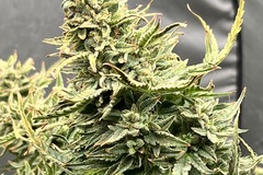 Sell: Strawberry Popesicle  x Aunt Ginny's Elixir (5x Auto Fem Seeds)