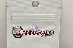 Venta: Cannarado Genetics Better Margins Feminized Seeds
