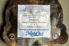 Vente: NightOwl Seeds - Saint Expeditus (3 Auto Fem Seeds)