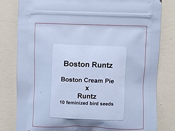Vente: Lit Farms Boston Runtz  Feminized 10 pack