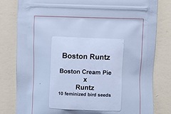 Venta: Lit Farms Boston Runtz  Feminized 10 pack