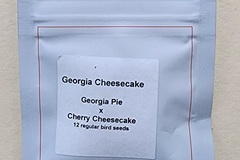 Venta: Lit Farms Georgia Cheesecake 12 pack regs