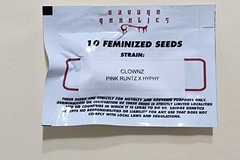 Venta: Clownz by Savage Genetics 10 Feminized Seeds