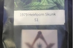 Venta: 1979 Heirloom FL Skunk (6 Fem seeds per pack)