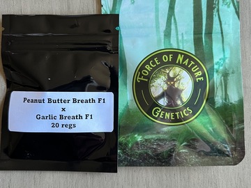 Venta: Force of Nature - Peanut Butter Breath F1 x Garlic Breath F1