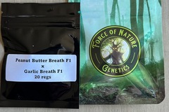 Venta: Force of Nature - Peanut Butter Breath F1 x Garlic Breath F1