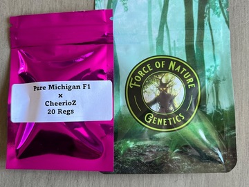 Sell: Force of Nature - Pure Michigan F1 x CherrioZ F1