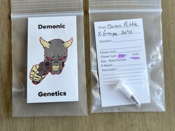 Venta: Demonic Genetics - Banana Pebbles x Grape Zotz