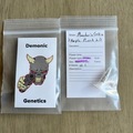 Vente: Demonic Genetics - Mandarin Cookies x Purple Punch 2.0
