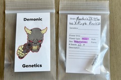 Venta: Demonic Genetics - Mandarin Zkittlez x Purple Punch 2.0
