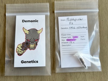 Venta: Demonic Genetics - Pebblepusher F2