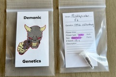 Vente: Demonic Genetics - Pebblepusher F2