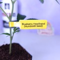 Vente: Blueberry Headband (Humboldt Seed Org | +1 Free Mystery Clone)
