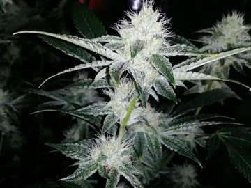 Vente: Cabin Fever Seeds – Forest Fire