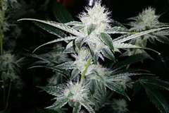 Vente: Cabin Fever Seeds – Forest Fire