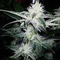 Sell: Cabin Fever Seeds – Forest Fire